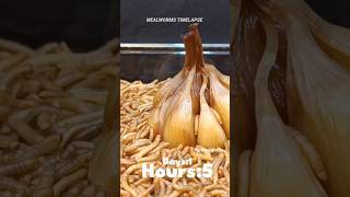 Mealworms Vs Pickled Garlic #mealworms # time-lapse #fruit #insect  #mealwormstimelapse #satisfying