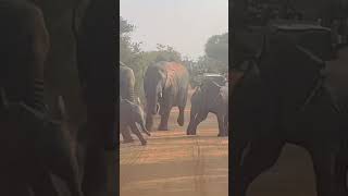 Elephant Stampede…