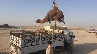 Angry Camel Loading in Truck | Angry Camel is so large