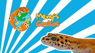 MENY'S GECKOS PARTE 1 🤯 | PROYECTOS, TIPS Y GENÉTICA 🧬