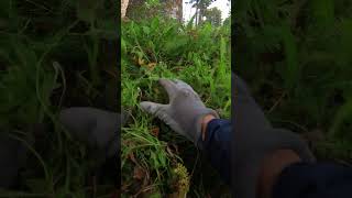 ASMR ЗВУКИ РВУ ТРАВУ 2 #asmr #grasssound #asmrgrass