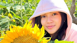 Sunflower and Wildflower farms -Rhossili