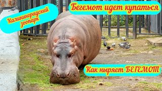 Бегемот идет купаться. Как ныряет бегемот! Калининградский зоопарк.