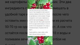 Не подкармливать кусты смородины ничем пока не увидите это универсальное средство с двух компонентов