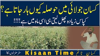 Best fruiting time of cotton crop کپاس کے پھل لینے کا بہترین وقت kisaan time کسان ٹائم