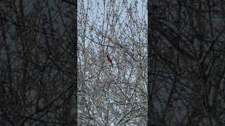 So beautiful Red cardinal singing 😍 please like comment subscribe share follow me#birds #cardinal