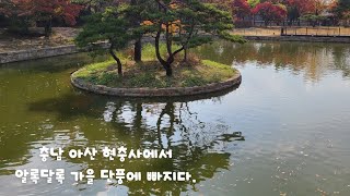 #아산현충사 #단풍명소 #현충사 #현충사의가을 #충남아산가볼만한곳