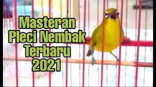 Masteran PLECI NEMBAK TERBARU 2021