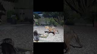 Fox v cat 🐈 round two ! How cute dose the fox sound trying to be scary #shorts #wildlife