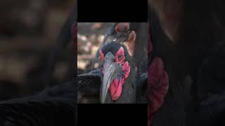 Southern ground hornbill #krugersightings #wildlife