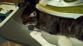 How to iron a cat [not very funny cat video]