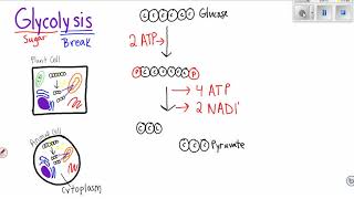 Glycolysis