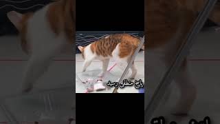 رمزگشایی از رفتار گربه ها