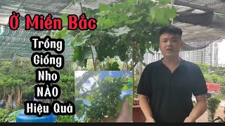 Miền Bắc Nên Trồng Giống Nho Nào Hiệu Quả