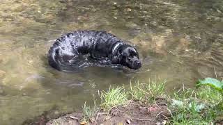 Banksy Detroit (black labrador retriever)