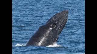 Four Breaches In A Row on Spirit of Gold Coast!