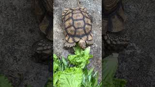 Sulcata big size part 270 #shorts