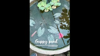 Guppy Fish Pond 🐠| Lotus flower | Cement pond #aquarium #fish  #fishkeeping #guppyfish