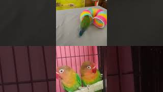 #parrot #parrottraining #funny #parroteducation #birds #parrotlet #pets #parrotlover #smartparrot