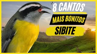 TOP 8: Cantos De "Sibite" MAIS BONITOS e MELHORES - Pássaro Popular No Brasil !!!