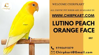 LUTINO PEACH ORANGE FACE || AFRICAN LOVE BIRDS || LOVE BIRDS || ADULT || CHIRPKART || CBE