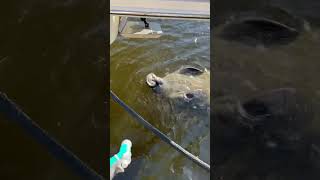 Big Manatee #florida #new #content #blessed #ocean #trend #summer #thirsty #shorts