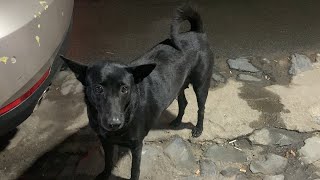 dog eating cake. big dog , two brothers dog. pets animals. black dog and red dog.