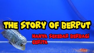 Ciri-ciri atau Indikasi Ikan Louhan sebelum terkena Penyakit BERPUT ( WHITE FECES )