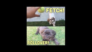 SILLY SHIH TZUS - A Cookie Fetch and Oreo Rollover