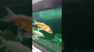 ikan koi 17 Februari 2024 #shortsvideo #ikanhias #ikan #ikankoi