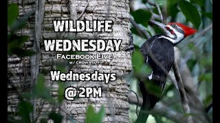 Wildlife Wednesday - Ep.2: Earth Day "Landscaping for Wildlife"