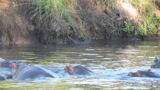 Kruger park 2013 hippo's playing HD