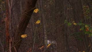 Piebald Doe Deer in Pennsylvania