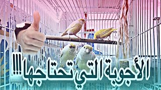 تربية الكناري أسئلة و أجوبة حول تزاوج الكناري