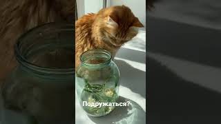 Подружаться? 🐱