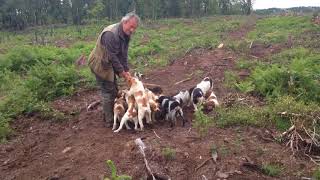 lEveil naturel des  bebes chiots