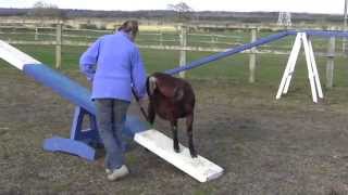 goats doing agility with Lindy Moors