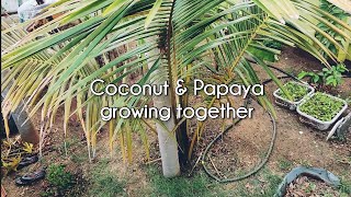 Coconut tree & Papaya tree growing together in my backyard garden..