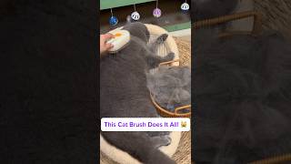 Pet brush#foryou #cute #catlike #cleaning #clean #cat #satisfactory #shorts #animals #youtubeshorts