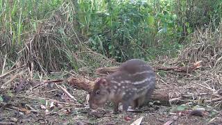 Paca fugindo da jaguatirica