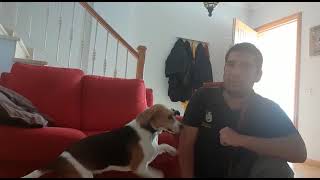 Evitar que el perro salte para saludar