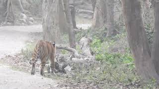 Tigers doing the Cat walk at Jhirna ,Corbett -March 2022