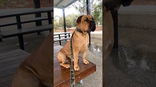 My Boerboel keeping a close Eye on Everyone #shortsfeed #boerboel #doglover