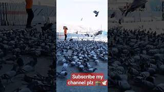 Flocks of Al-Haram pigeons| Al Haram-pigeon|#ytshorts |#shorts