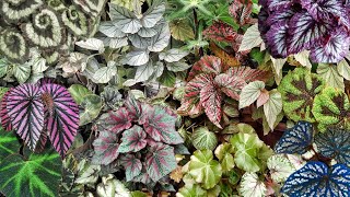 BEGONIA PLANT CARE TIPS PLUS BEGONIA VARIETIES WITH NAMES