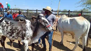 Gado Bom de Qualidade na Feira de Animais em Tabira PE 16/10/ 2024