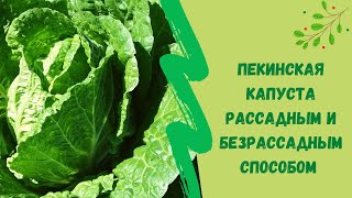 🌱☝Пекинская капуста рассадным и безрассадным способом. В открытом грунте Юг Западной Сибири