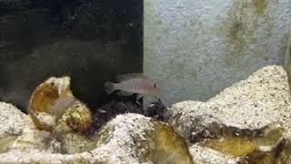 Lake tanganyika. Lamprologus multifasciatus with frys..