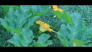 The front yard pumpkin patch is heating up.