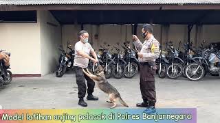 Pantesan cerdas, begini model latihan anjing pelacak oleh polisi